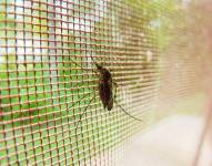 Imagen referencial del mosquito que transmite la malaria.