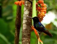 Imagen de una de las aves presentes en el Chocó Andino.