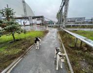 Perros de Chernóbil en el entorno de la Nueva Estructura de Confinamiento Segura, que se construyó para contener la radiactividad de la explosión del reactor cuatro.
