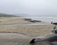 Las ballenas piloto varadas en la playa de Tolsta, en Escocia.