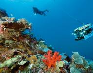 El descubrimiento abarca unas 20.000 montañas submarinas que puede albergar cientos de especies.