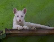 Puma albino Itzae en el zoológico Thomas Belt de Juigalpa (Nicaragua).