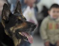 9 perros envenenados por delincuentes en Quito. Archivo/Referencial