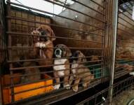 Cachorros atrapados en una jaula en Corea del Sur.