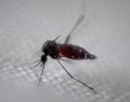 Fotografía de archivo del mosquito Aedes aegypti, transmisor del dengue.