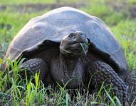 El estudio demuestra que varias especies de tortuga gigante que habitan en las islas portan 2 tipos de herpesvirus y 2 de adenovirus, 2 familias virales conocidas por causar enfermedad.