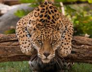 El jaguar amazónico es una especie en peligro de extinción.