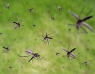 Aprueban la liberación de millones de mosquitos modificados genéticamente