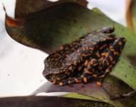 Nueva especie de rana en los bosques húmedos de la vertiente oriental de los Andes