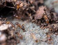 Así son las hormigas Pheidole Megacephala
