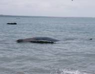 Imagen de la ballena jorobada varada en Anconcito, Santa Elena.