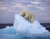Cama de hielo: la conmovedora foto de un oso durmiendo que ganó el concurso de fotografía del Museo de Historia Natural de Londres
