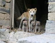 Alrededor de 50 000 perros son abandonados en Italia