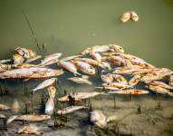 Según informan autoridades locales, existen varios factores que ocasionaron la muerte masiva de los peces.