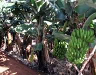 Las exportaciones de banano en Ecuador ascendieron en 2022 a los USD 3 145 millones.