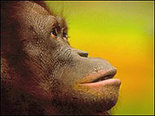 Los orangutanes utilizan la mímica para comunicarse