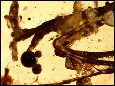 Hallan insectos de 50 millones de años conservados en ámbar