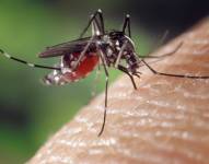 El caso de chikungunya se detectó la semana pasada en la provincia de Azuay.