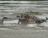Los hipopótamos flotan en la laguna del Parque Hacienda Nápoles, que fuera propiedad privada de Pablo Escobar.