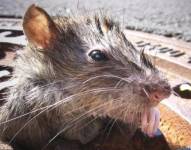 Además de todos lo problemas que Nueva York ha enfrentado en 2021, hay que añadirles una plaga de ratas.