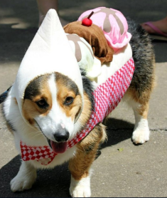Los 15 perros más tiernos disfrazados en este Halloween