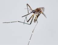 Zancudo Aedes Aegypti, principal transmisor de dengue y chikunguña.