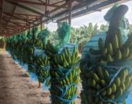 Según el gremio, durante esta semana se han perdido unos 25.000 empleos en el sector bananero.