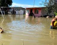 Fenómeno de El Niño en Ecuador: dos millones de cabezas de ganado son vulnerables por las inundaciones