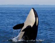 La historia de la orca que derriba yates en las costas de Europa se ha viralizado en redes sociales.