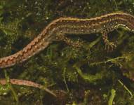 El nombre de la lagartija descubierta en Ecuador hace referencia a Dolores Cacuango, líder indígena.