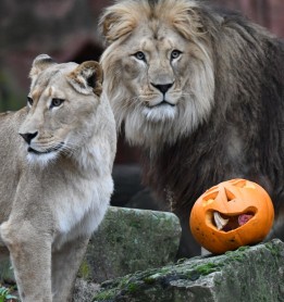 Halloween en el zoológico