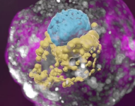 Un modelo de embrión humano derivado de células madre. Las células azules corresponden al embrión, las amarillas al saco vitelino y las rosadas a la placenta.