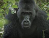 Los gorilas de lomo plateado tienen una fuerza entre cuatro y nueve veces mayor que la de un hombre promedio.