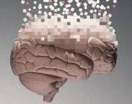El cerebro humano sufre una radical configuración a partir de los 40 años.