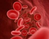 Todos nuestros órganos contienen células del sistema inmune y éstas también están en la sangre.
