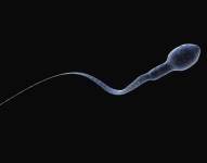 La cuenta de espermatozoides cayó 51% en cinco décadas, según los estudios.