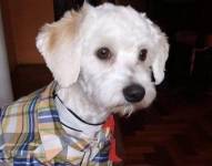 Firmas a favor de Luno, el perro ecuatoriano varado en el aeropuerto de Madrid