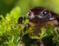 Las Ranas Noble son un grupo de anfibios miniatura, entre los que se encuentran algunos de los vertebrados más pequeños del mundo, detalla un comunicado del INABIO difundido esta semana.