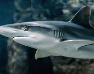 Los tiburones de punta negra están amenazados debido a la pesca deportiva. Foto: Pixabay (Referencial)