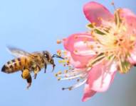 Las poblaciones de abejas han sufrido particularmente en Europa y América del Norte.