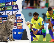 Qatar 2022: ¿Maldición del gato a Brasil antes del partido con Croacia?