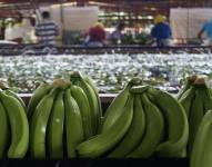 El banano es el segundo producto no petrolero de mayor exportación de Ecuador, país que es el mayor exportador de la fruta del mundo.