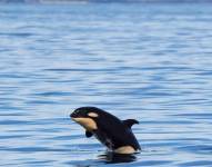 Rescatistas costeros salvaron a una orca atrapada en plástico