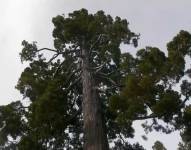 El 'Gran abuelo' sería más viejo que 'Matusalén', el pino de California (EE.UU.) que tiene 4 853 años.