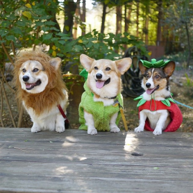Los 15 perros más tiernos disfrazados en este Halloween