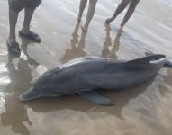 En EE.UU. herir o matar a un delfín conlleva una sentencia de hasta un año de prisión y multas de hasta 100.000 dólares.