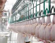 La carne de pollo se produce en fábricas avícolas.