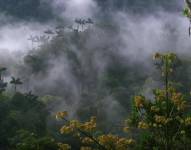 La nueva Reserva de Biósfera de Ecuador, Chocó Andino de Pichincha, declarada por a UNESCO el 25 de julio de 2018, fue presentada oficialmente como la séptima reserva del país.