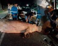 Colombia: un hipopótamo causó un accidente en la vía Bogotá - Medellín