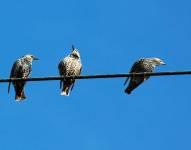 Pájaros posados sobre un cable en una foto referencial.